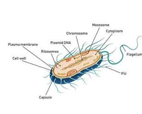 古玩人生txt免费下载宋慎,慢性肠炎打什么针