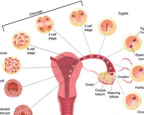 香港时代验血鉴定男女,备孕、哺乳能打新冠疫苗吗？接种禁忌症有哪些？专家