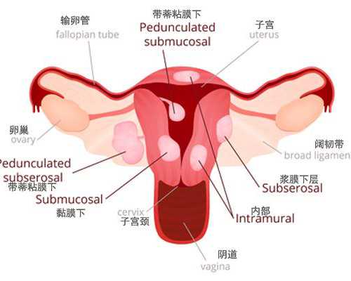 贾似道的古玩人生txt_回锅肉烧茄子