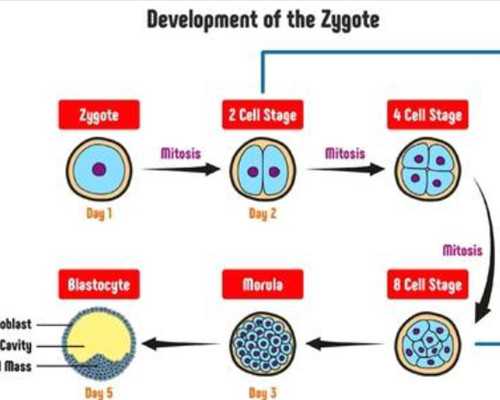 从武汉寄血到香港验血 需要几天,怀孕6周去香港验血要超过几个月?最关键的流