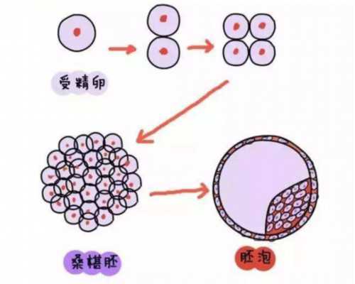 2021年古玩市场怎样_夏日必备凉菜拍黄瓜