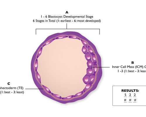 7周香港验血男孩会出错吗_香港验血报告单看哪里是男女_性别鉴定几周准确