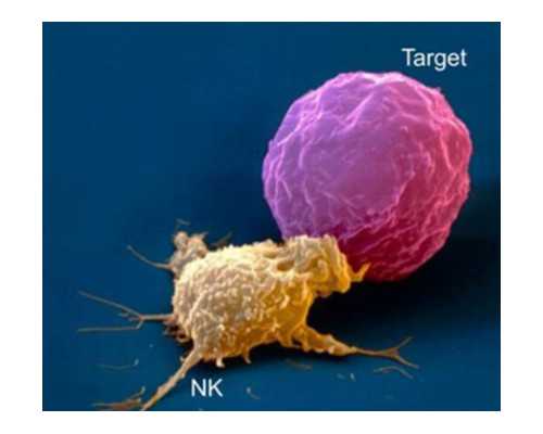 影响香港验血准确率_以倾听为话题的中考满分作文以倾听为话题的作文550左右