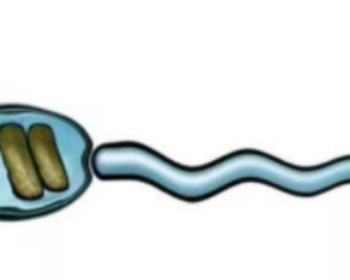 到香港验血查性别要多长时间_香港验血dna陈述怎么看?过来人来告知你本相