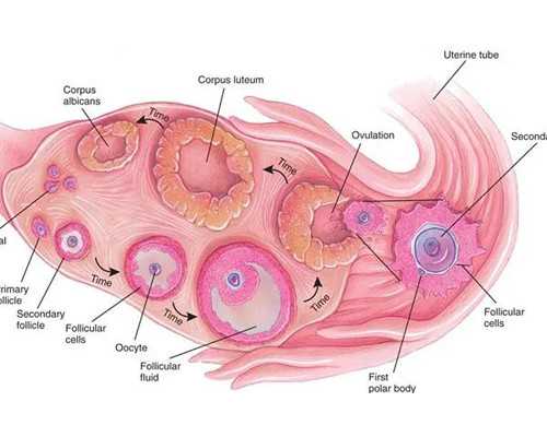人虫古玩第几集_指画：也叫文人画或者书房派画