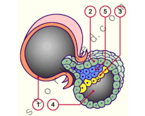 香港验血间隔多久_香港验血男女的报告单_验血查性别哪家比较好!