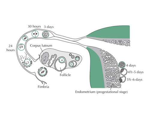 香港验血比较好的医院_2020香港验血测男女的条件？小心低价骗局找上你