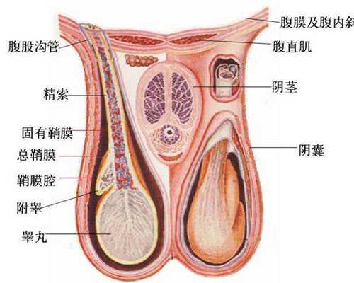 香港验血3个D 会不会生女儿_香港信康刘仲庭验血_验血查男女需要哪些条件