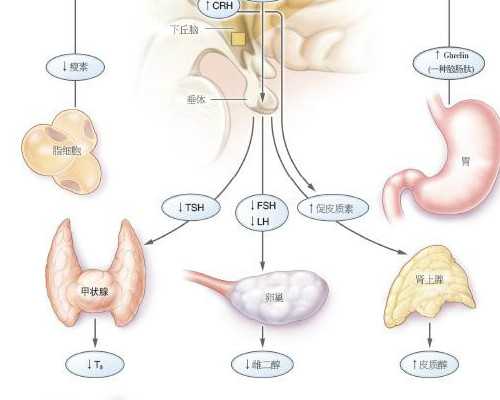 流产5个月再孕香港验血,重度少精弱精患者想要生育，抢先看国内外试管报价