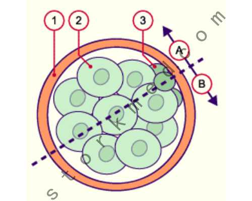 怀孕5周香港可以验血,月经期性激素正常值是多少