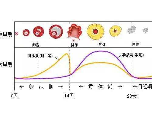 有多少香港验血不准的_个人去香港验血找哪家医院_预约香港验血需要什么流程