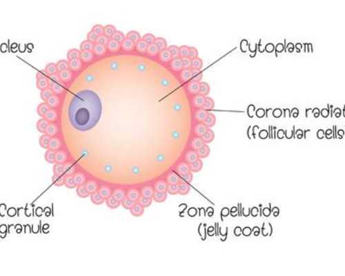 香港验血预约通过中介抽血邮寄验血到底靠不靠,香港验血需要多少天