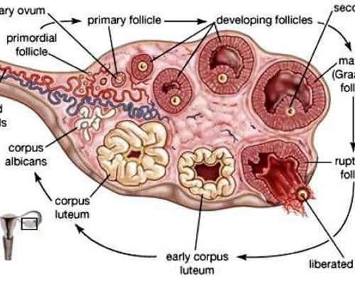 香港医院验男女_掌握核心要素没有套路,香港验血机构多吗