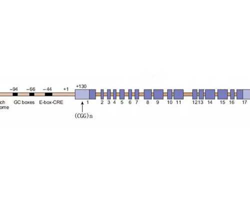 【香港时代医疗化验所】血小板900多有危险吗,中介香港验血查男女