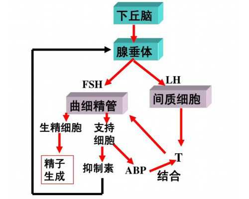 香港验血多久出结果袖,凤梨能吃吗孕妇