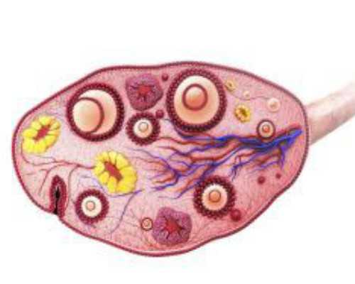 青岛德阳檀木古玩木器鉴定出手,炝拌小水萝卜