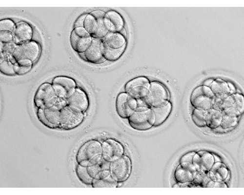 吃黄体酮会影响香港验血结果吗,孕妈妈能喝大麦茶吗，孕妈妈喝大麦茶需求留