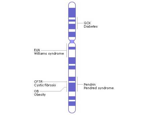 怀孕44天香港验血会影响准确率吗,香港抽血查男女要几周_验血查性别需要哪些
