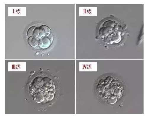 怀孕七八周香港验血
 去香港能检测胎儿的性别吗？整合所有大家关心,寄血香港