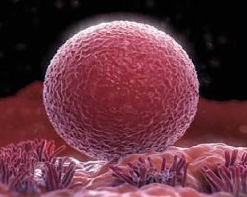 香港验血两家化验所不同的结果,香港5周就可以验男女吗，三大关键数据介绍香