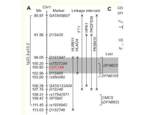自己怎么预约香港验血机构,香港怀孕40天验血能看性别吗_验血查男女只要2600被