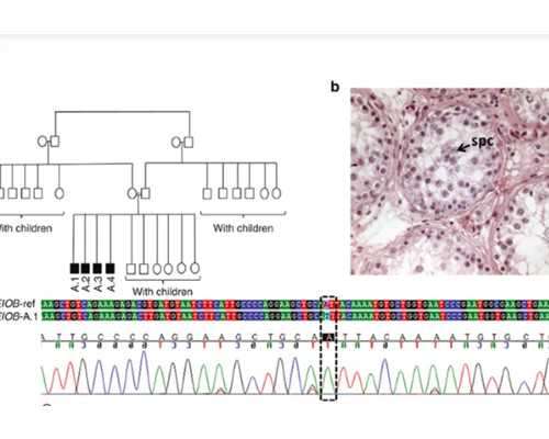 香港验血报告单真假怎样查,验血查男女几周是最准呢,香港快递验血要几天
