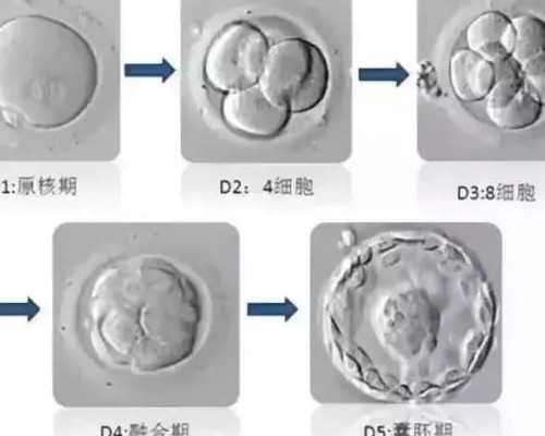 香港验血报告单要怎样在官网上查,nt辨别男女性别_千万别错过的最全性别鉴定