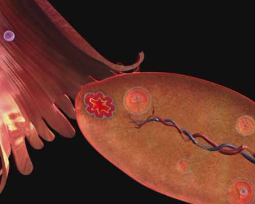 香港验血两次都没结果,【香港时代医疗化验所】为什么男胎儿后颅窝池